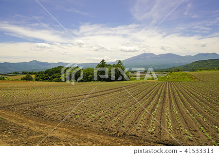 Mt. Asama看法從圓白菜領域的 Mt. Asama看法從圓白菜領域的 41533313