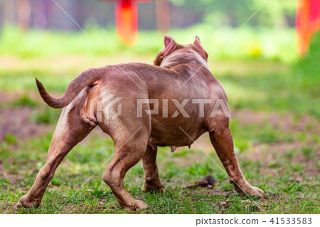 fighting dog in the park for a walk, Bull 41533583