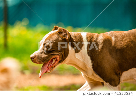 fighting dog in the park for a walk, Bull fighting dog in the park for a walk, Bull 41533584