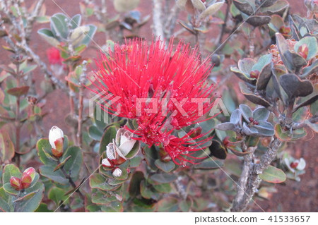 Hawaii Island Refa Hawaii Island Refa 41533657