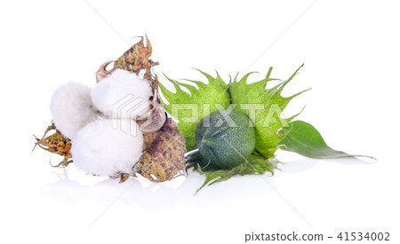 Cotton flower on wite background Cotton flower on wite background 41534002