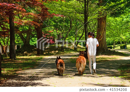 A woman taking a walk on a dog at a fresh green park Bergian Shepherd 41534208