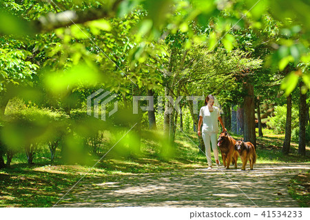 散步在狗的婦女在一個新鮮的綠色公園Bergian牧羊人 散步在狗的婦女在一個新鮮的綠色公園Bergian牧羊人 41534233