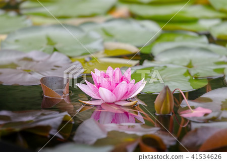 漁業（六月陽光蓮花蓮花） 41534626