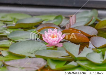漁業（六月陽光蓮花蓮花） 41534627