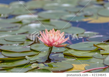 Fisheries (June sunny lotus lotus) Fisheries (June sunny lotus lotus) 41534645