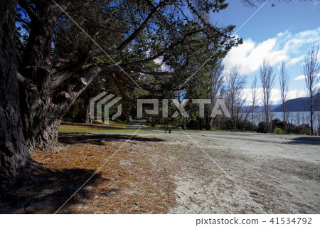 pine wood beside lake wanaka new zealand 41534792