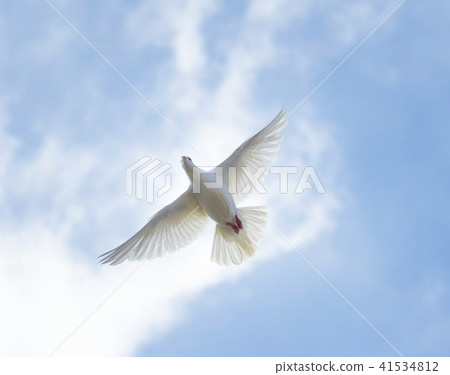 upper view of white feather homing pigeon flying upper view of white feather homing pigeon flying 41534812
