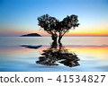 alone dead tree in the shape of heart 41534827