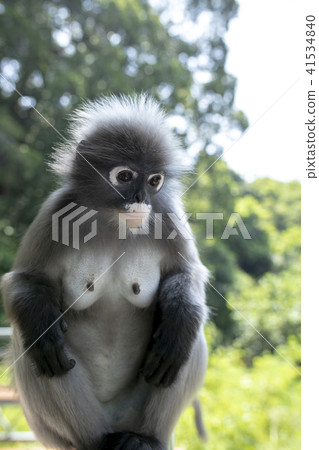 dusky leaf monkey sitting on field 41534840