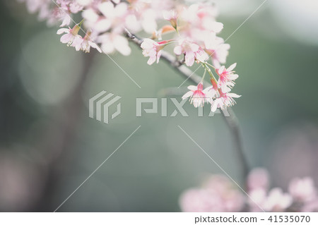 Cherry blossom flowers , sakura flowers in pink background vintage style 41535070