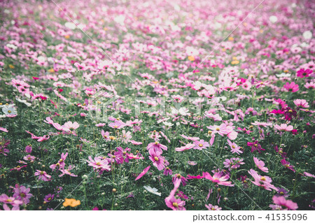 Cosmos flowers background in vintage style 41535096