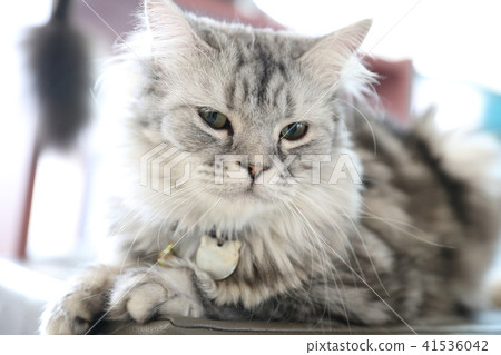 Cute cat looking relax 41536042