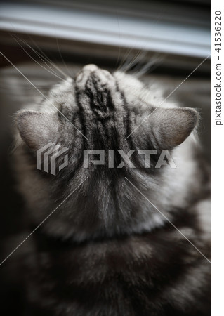 Cute cat head looking relax 41536220