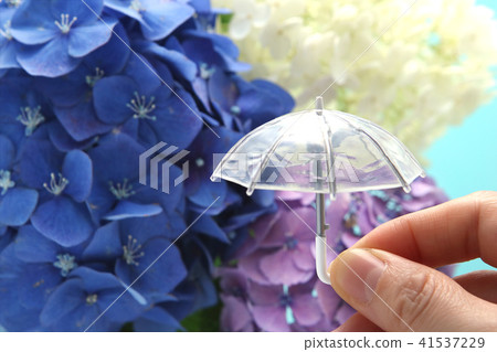 Hydrangea umbrella rainy season image 41537229