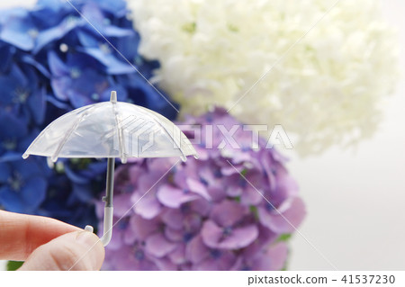 八仙花傘雨季圖像 八仙花傘雨季圖像 41537230