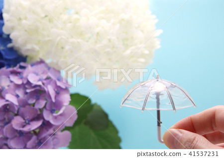 八仙花傘雨季圖像 八仙花傘雨季圖像 41537231