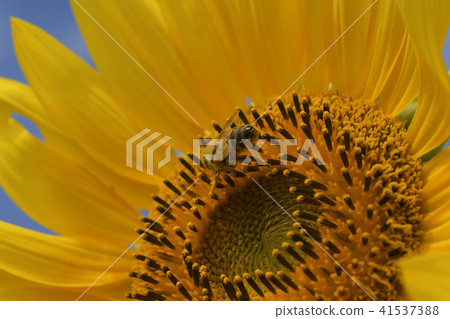 向日葵向日葵向日葵夏天拷貝空間生動的黃色自然 41537388