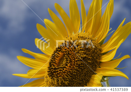 向日葵向日葵向日葵夏天拷貝空間生動的黃色自然 41537389