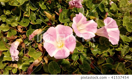 Hamahirugao beautifully bloomed at Kemigawa river Hamahirugao beautifully bloomed at Kemigawa river 41537454