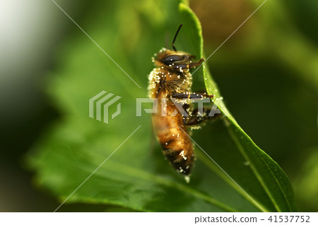 花粉季節蜂蜂蜜蜂昆蟲離開Mitsubachi蜂複製空間 41537752