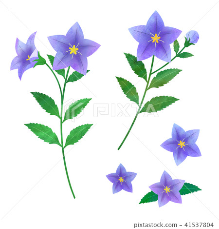 Bellflower material set (purple only) 41537804
