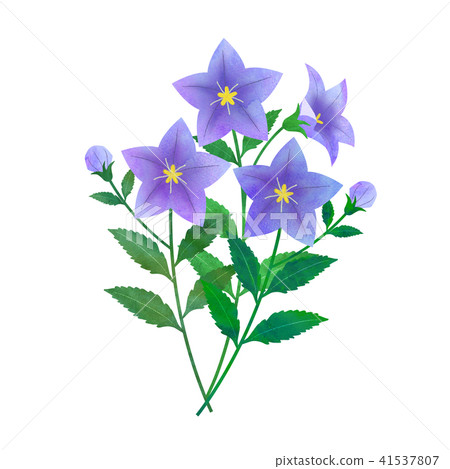 Bellflower Bellflower 41537807