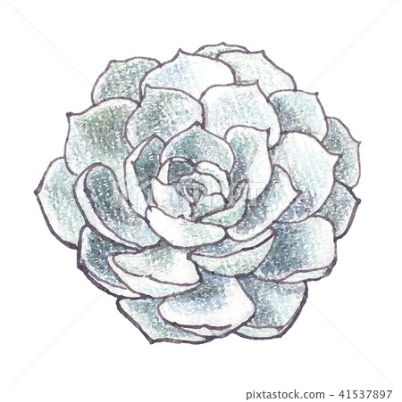 Ekebelia七幸運神 41537897