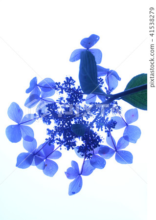 Hydrangea transmitted through the light of the rain 41538279