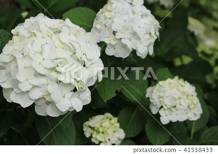 Rain snapshot sound · Hydrangea in the precincts Rain snapshot sound · Hydrangea in the precincts 41538433