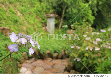 雨快照聲音·繡球花繡球花 41538437