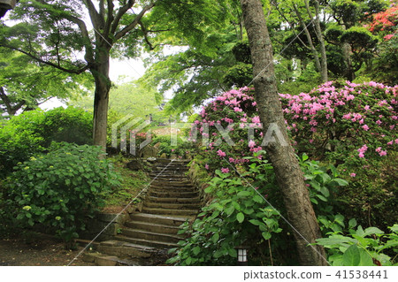 雨看聲音·在區域的杜鵑花 41538441