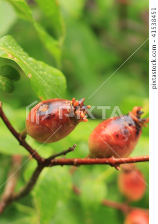 Rain snapshot sound · Pomegranate of Okunoin (guest house) Rain snapshot sound · Pomegranate of Okunoin (guest house) 41538451