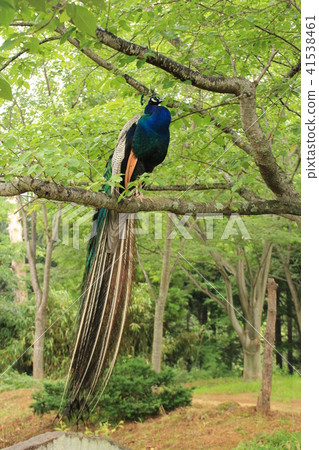 Rain snapshot sound · Peacock of mountain of Buddha Rain snapshot sound · Peacock of mountain of Buddha 41538461