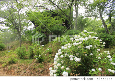 Rain snapshot sound · Hanji and Hydrangea Rain snapshot sound · Hanji and Hydrangea 41538477