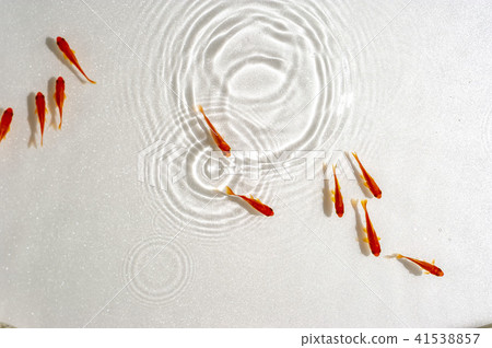 Cute red goldfish Cute red goldfish 41538857
