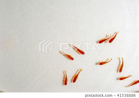 游泳金魚 41538886
