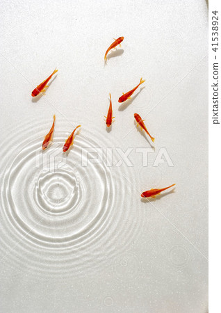 紅色金魚和水波紋 41538924