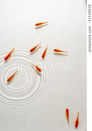 紅色金魚和水波紋 41538926