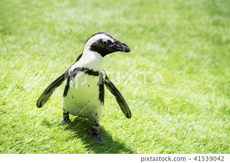 Cape penguin walking all the way 41539042