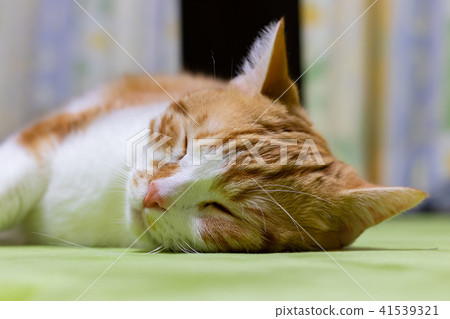 A brown and white cat rolling around A brown and white cat rolling around 41539321