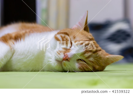 A brown and white cat rolling around 41539322