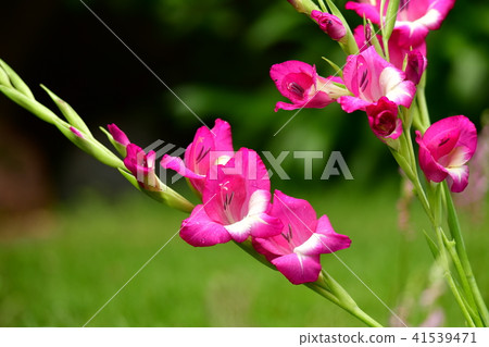 Household horticultural image material, Easy-to-grow gladiolus 41539471