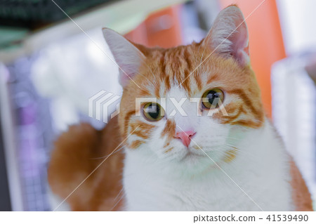 Brown and white cat with a dignified expression Brown and white cat with a dignified expression 41539490