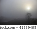 Tree in the morning mist 41539495