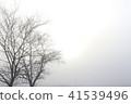 A tree in the morning fog 41539496