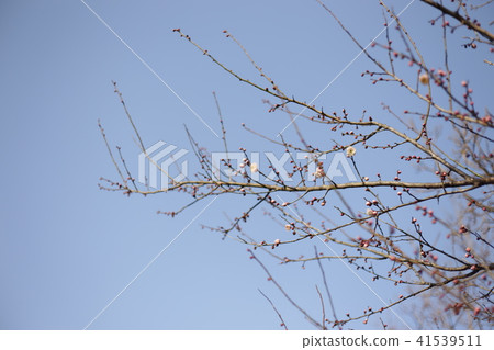 櫻花盛開了一分鐘 櫻花盛開了一分鐘 41539511