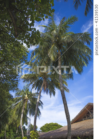 Palm trees Maldives 41539530