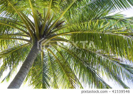 Palm trees Maldives 41539546