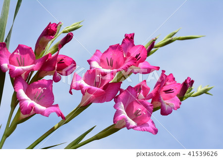 Pink Gladiolus, blue sky Pink Gladiolus, blue sky 41539626